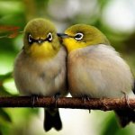 Проблема копирайтинга – птичий язык